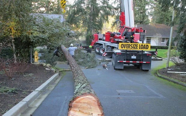 Images P.I.N.K. Chainsaw Tree Service, LLC
