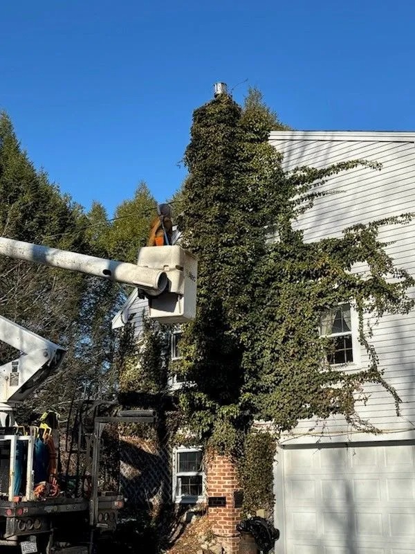 Colonial Tree and Landscaping