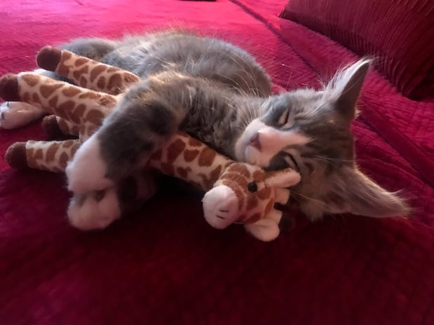 Images Melrose La Brea Animal Hospital