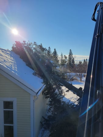 Images McMillan Tree Service