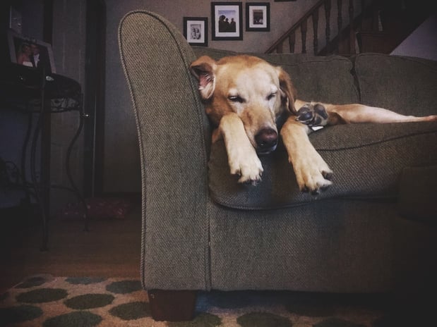 Images Carine Chem-Dry