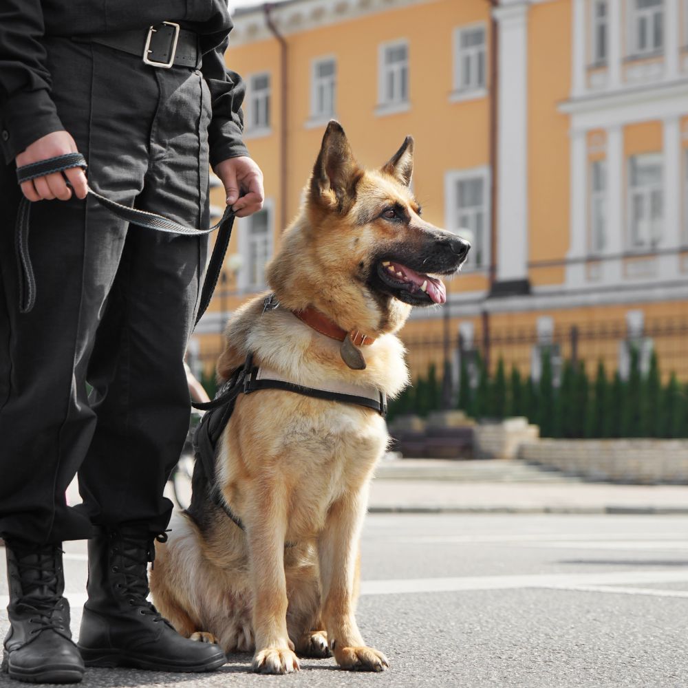 K9 Detection Services