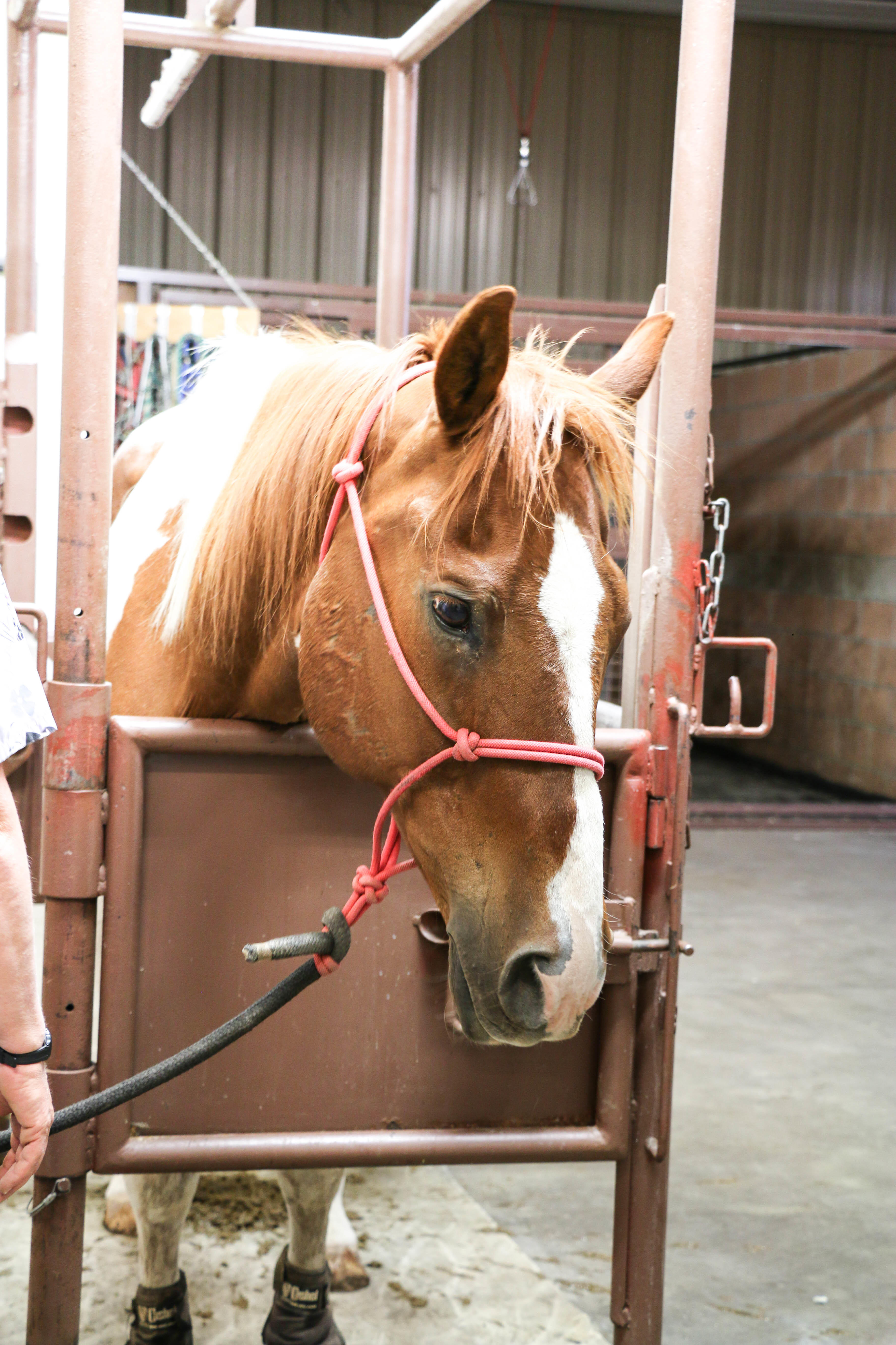 Not only do we treat dogs and cats, we also treat equine and large animals! We are one of the only veterinary facilities in the area that offers care to large animals, so we tend to have a lot of visitors from surrounding counties. Regardless, any patient who walks in our doors is promised high quality treatment!
