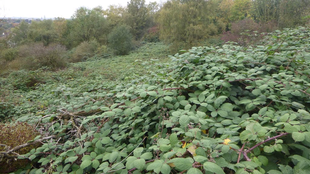 Bilder Invaphyt GmbH