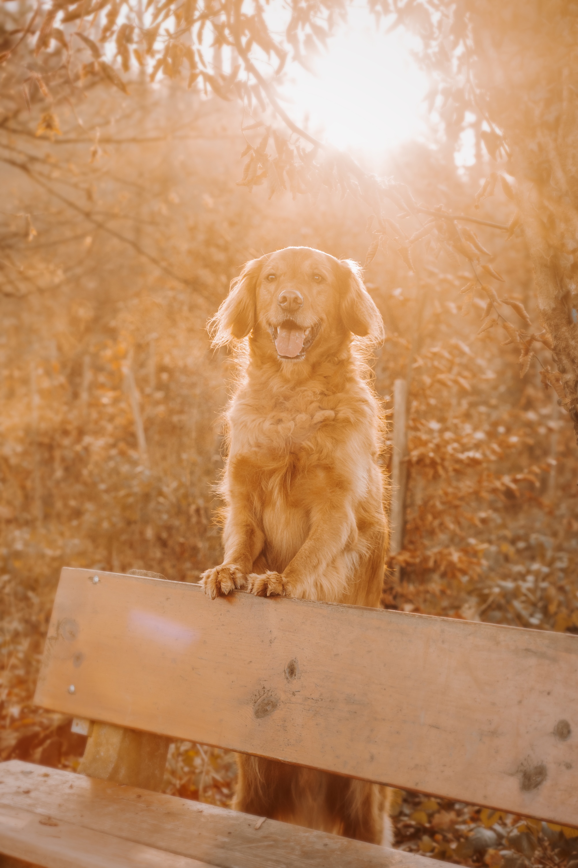 Bild 3 Hundeschule Schussenpfoten in Ravensburg