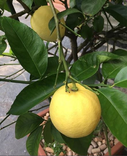 Bilder Ristorante Aerodromo da Nani