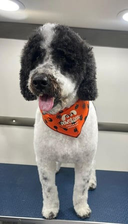 Images Paws & Bath Mobile Dog Grooming