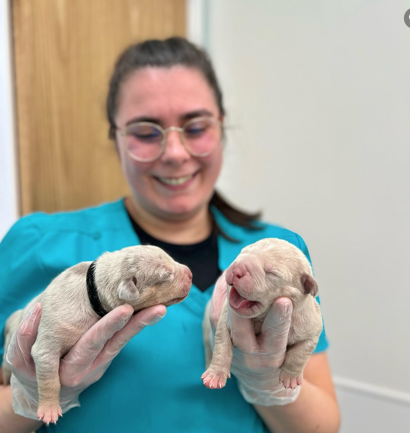 Images Pet People Vets - East Sheen