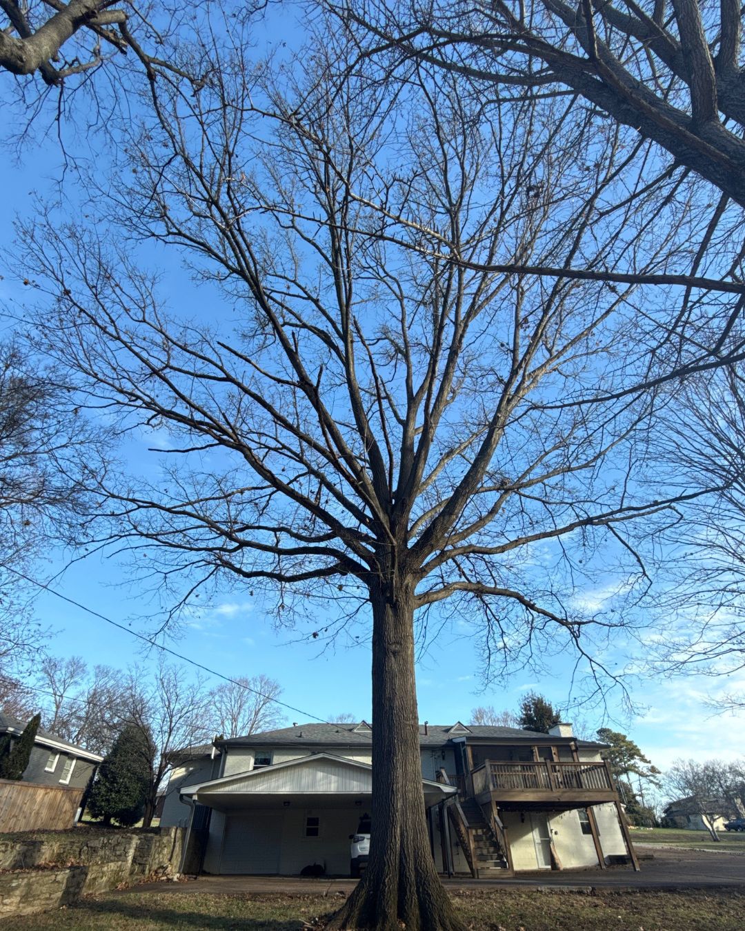 Tree Masters of Tennessee Image