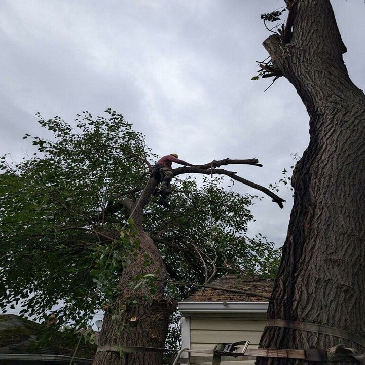Images Against The Grain Tree Service
