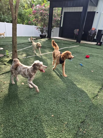 Images Wag Watchers DayCare & Spa