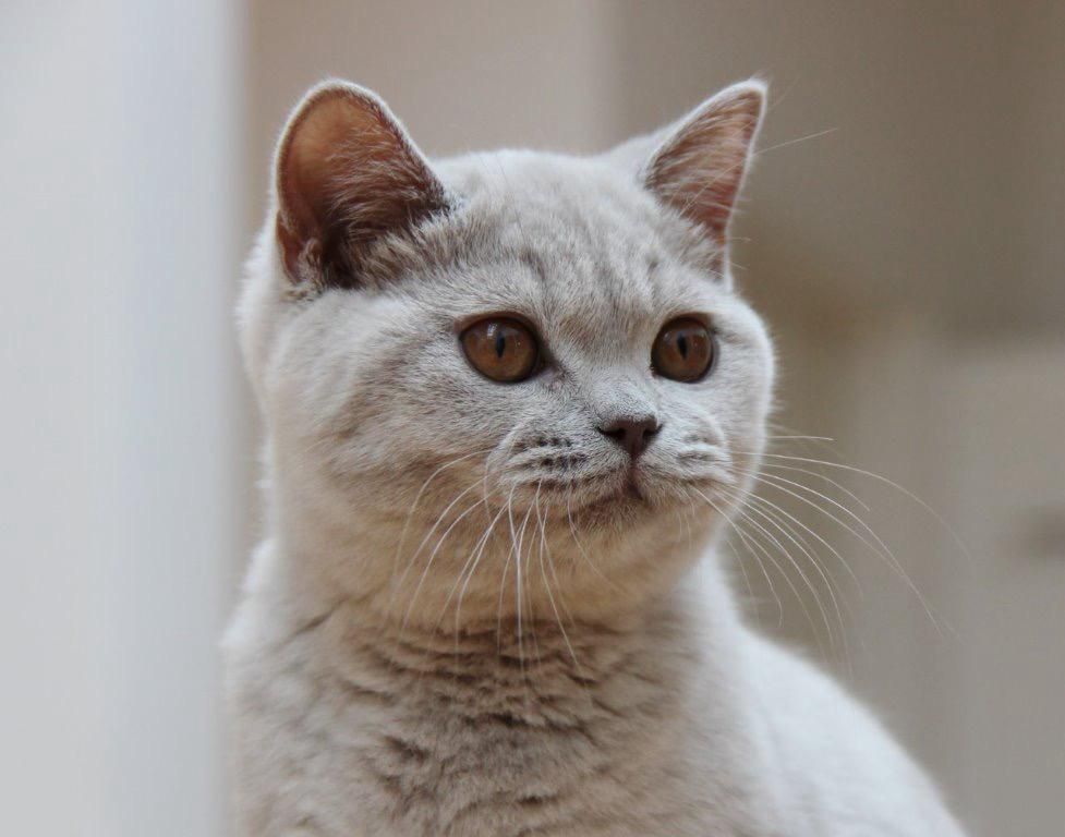 Fachtierärzte f. Kleintiere in Reithofen - Dr. Astner und Dr. Neumaier, Erdinger Straße 3 in Pastetten