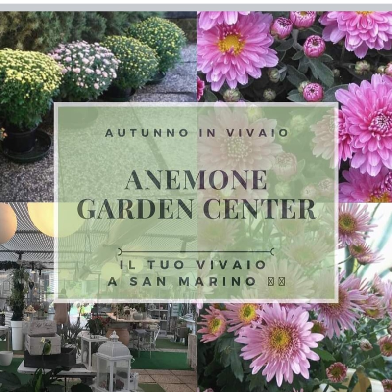 Images Anemone Garden Center