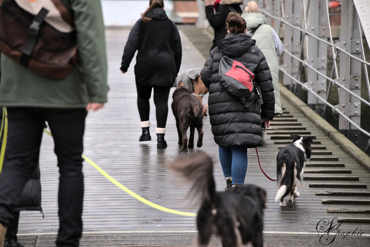 PawlityTime- Hundeschule Hamburg, Suhrenkamp 26 in Hamburg
