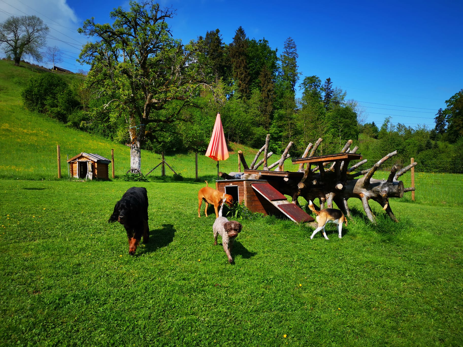 Bilder Alpepfötli GmbH