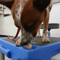 Images Paragon Pups LLC