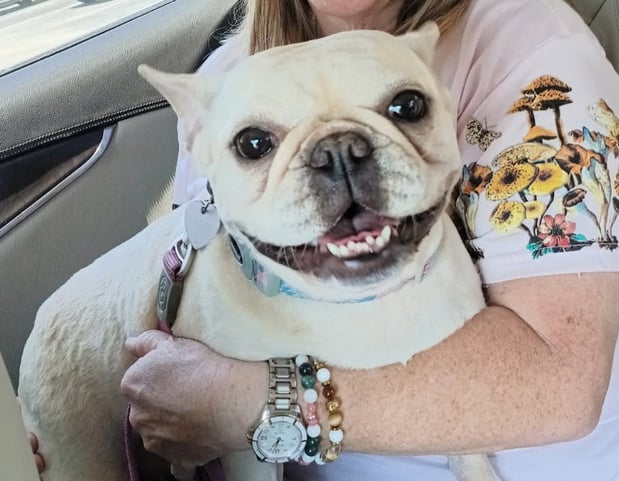 Images The Frenchie Connection-of-Texas