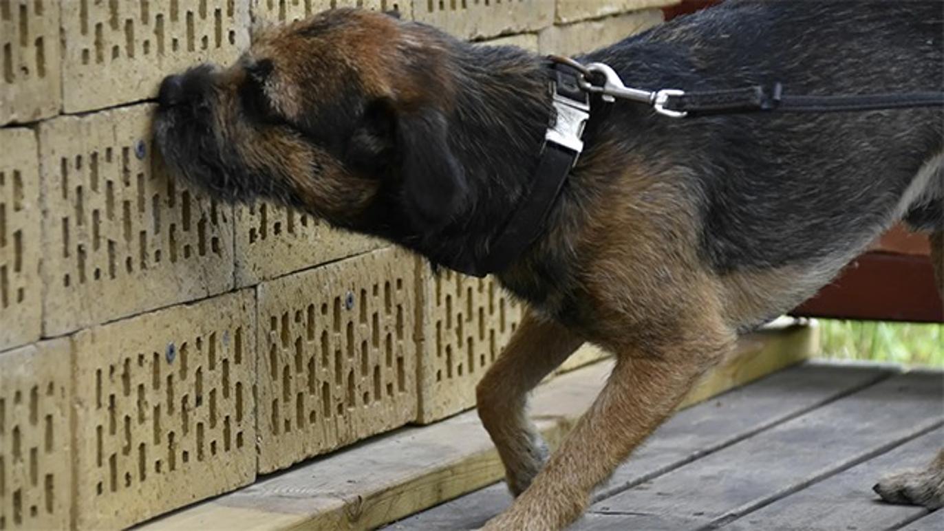 Images DB Hundservice & Specialsök