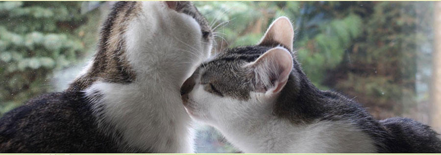 Katzenpension und Tierheilpraxis Rieger, Leutzscher Straße 59 in Leipzig