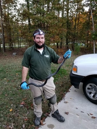 Images Lewis Pest Control & Wildlife Removal
