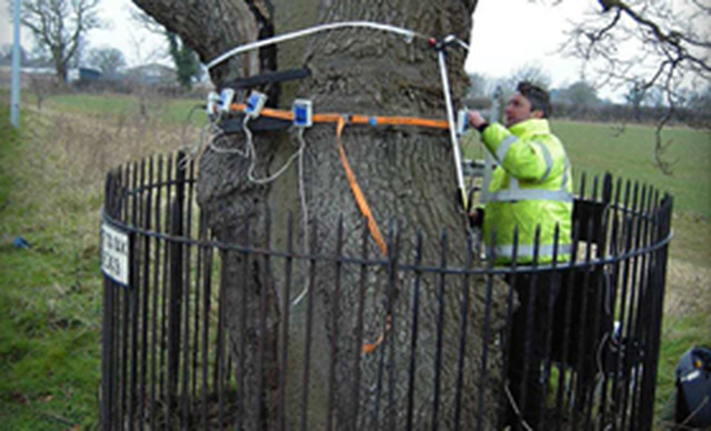 Treecare Consultants Ltd Norwich 01603 721552