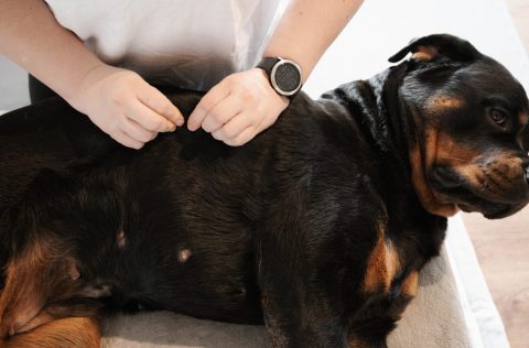 Bild 1 Hero Tierphysio Kochniss in Sankt Johann