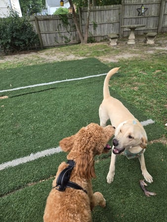 Images Wag Watchers DayCare & Spa