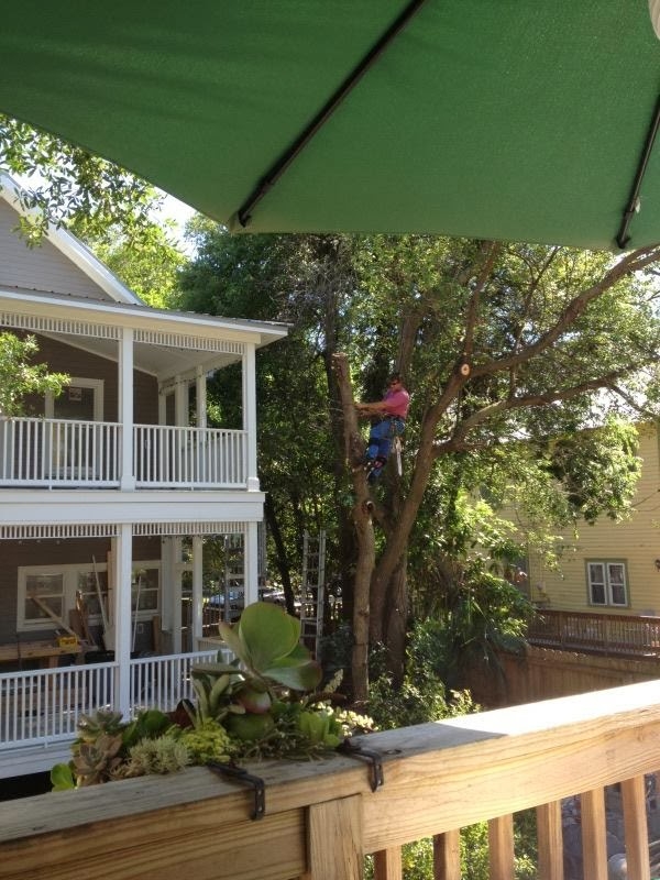 Jason Shaw Tree Service