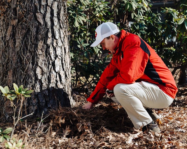 Images Northside Tree Professionals