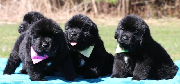 Images Pine River Newfoundlands