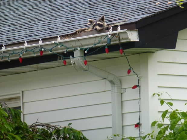 Images Loves Wildlife Removal and Pest Control