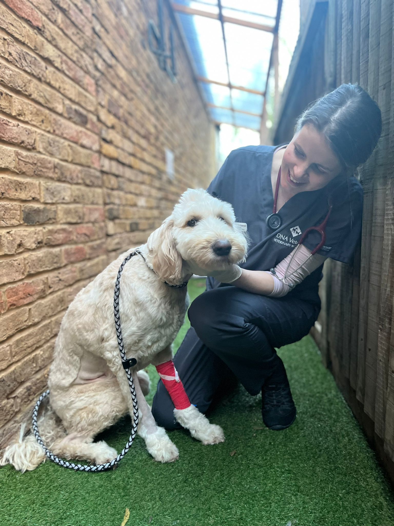 Images Streatham Hill Veterinary Surgery