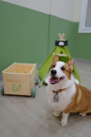 Images Paws Up Pet Grooming