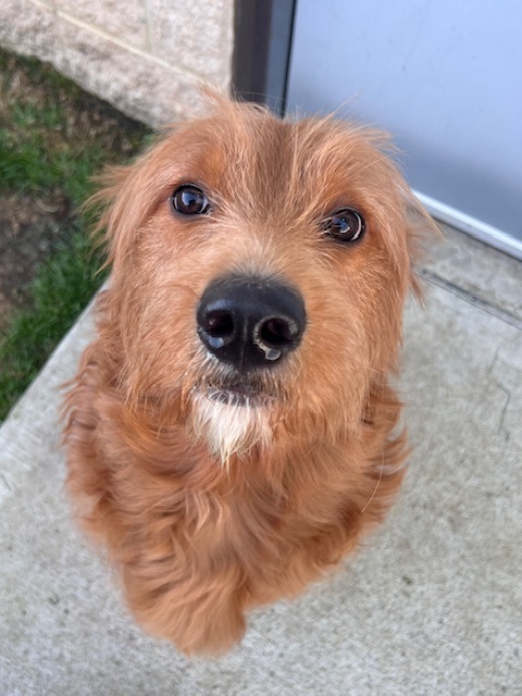 Images VCA Green Animal Hospital