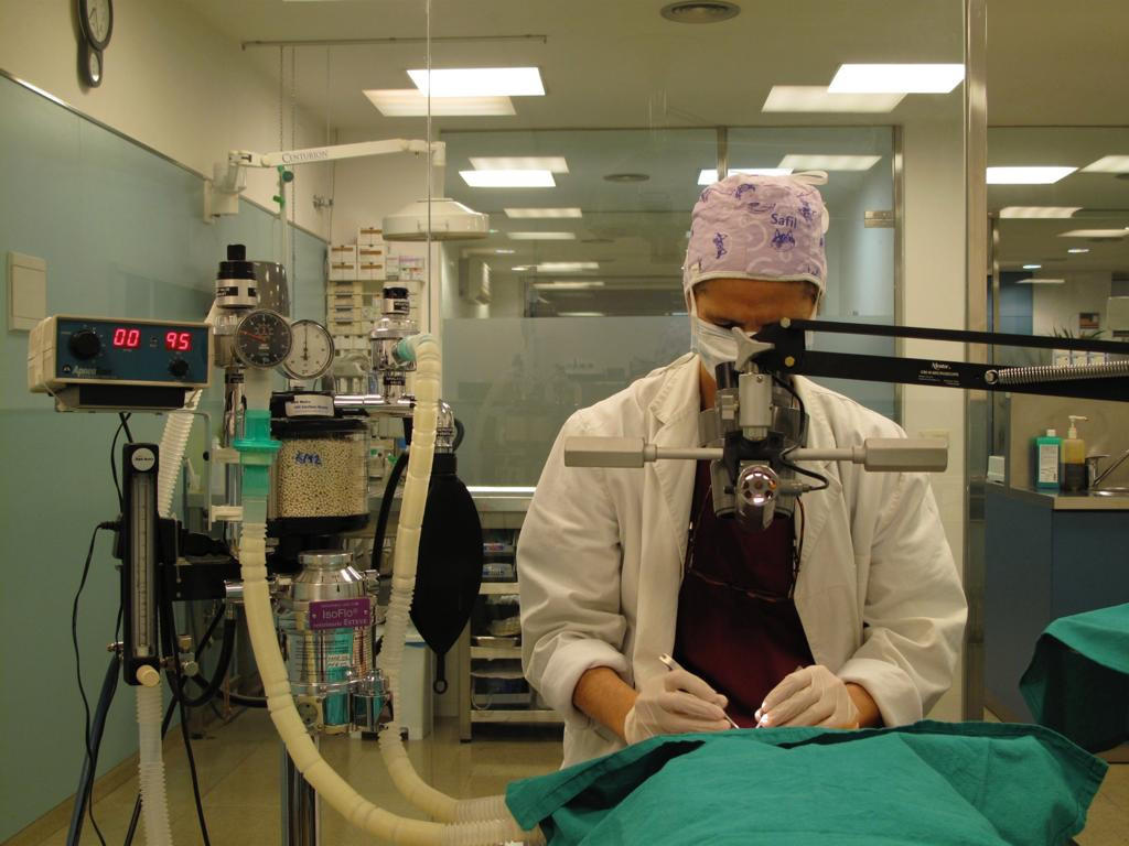 Images Vets Clinica Veterinaria