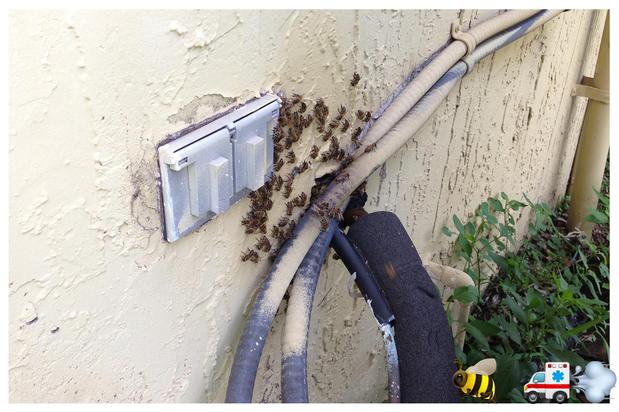 Images A Team Wildlife Removal & Bee Removal Miami