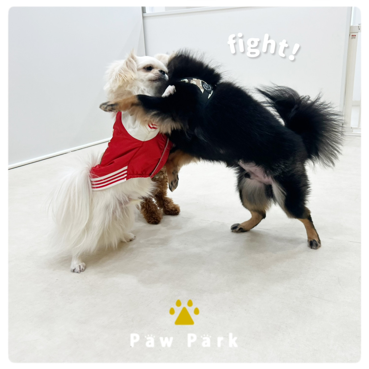 Images PawPark 犬のようちえん 高槻店