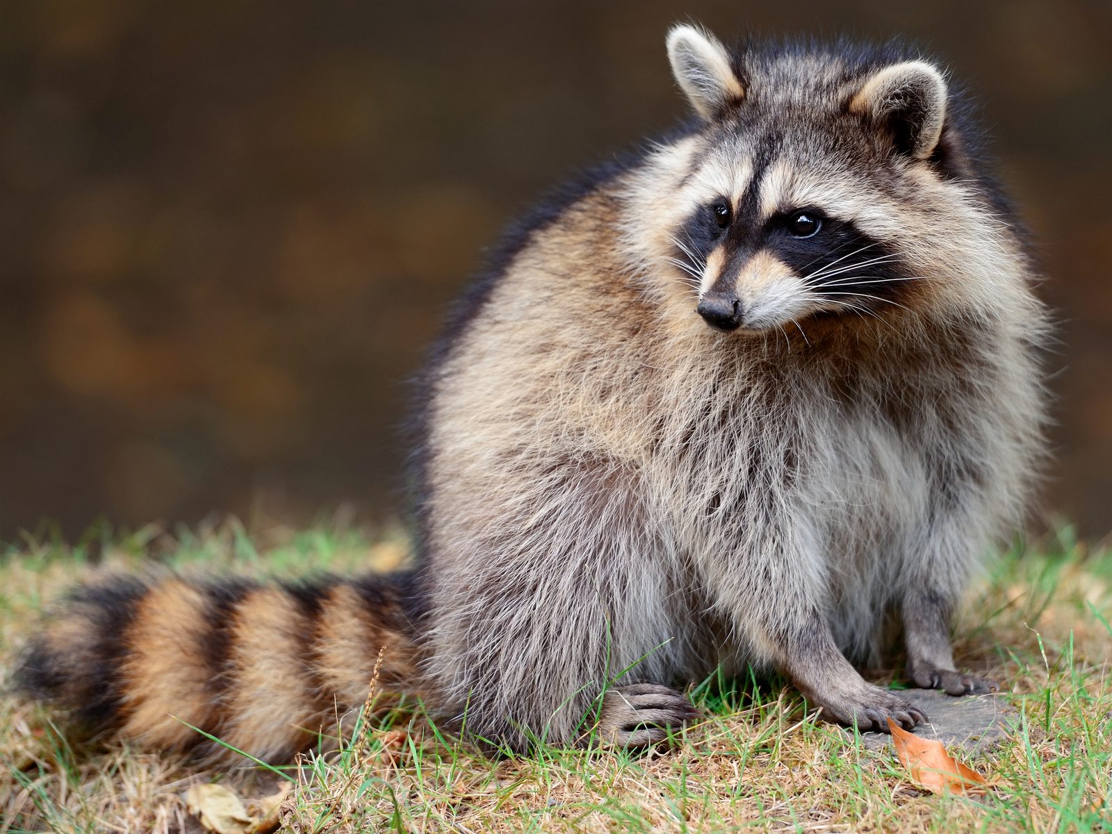 EcoTek Wildlife