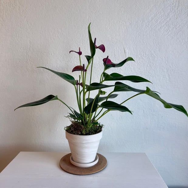 Images Campanula Design Studio Seattle Florist  & Gift Baskets