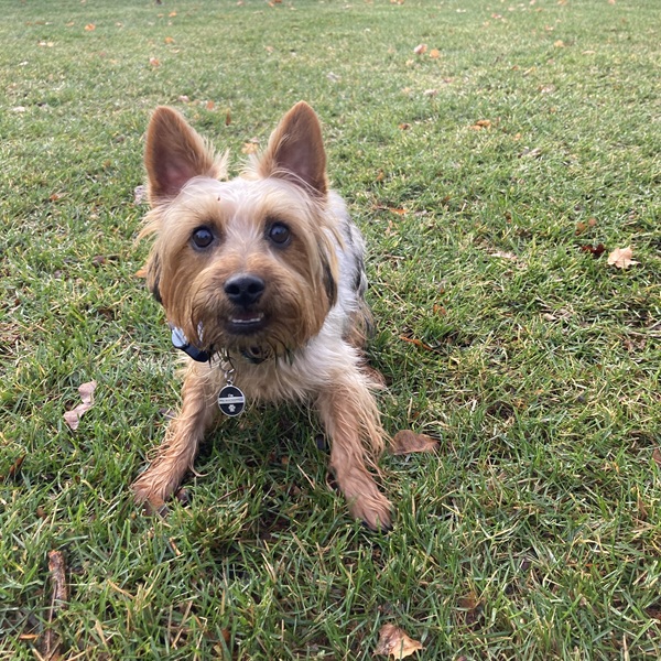 Puppy trained for Invisible Fence® in Wayne County, Michigan