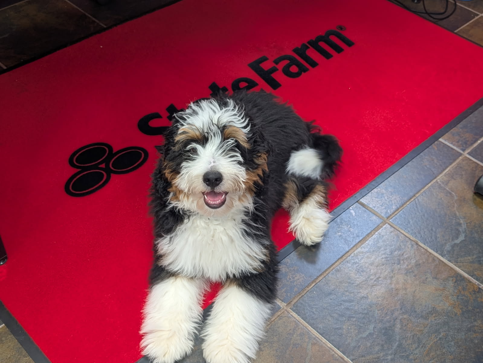Meet our new mascot Derry!