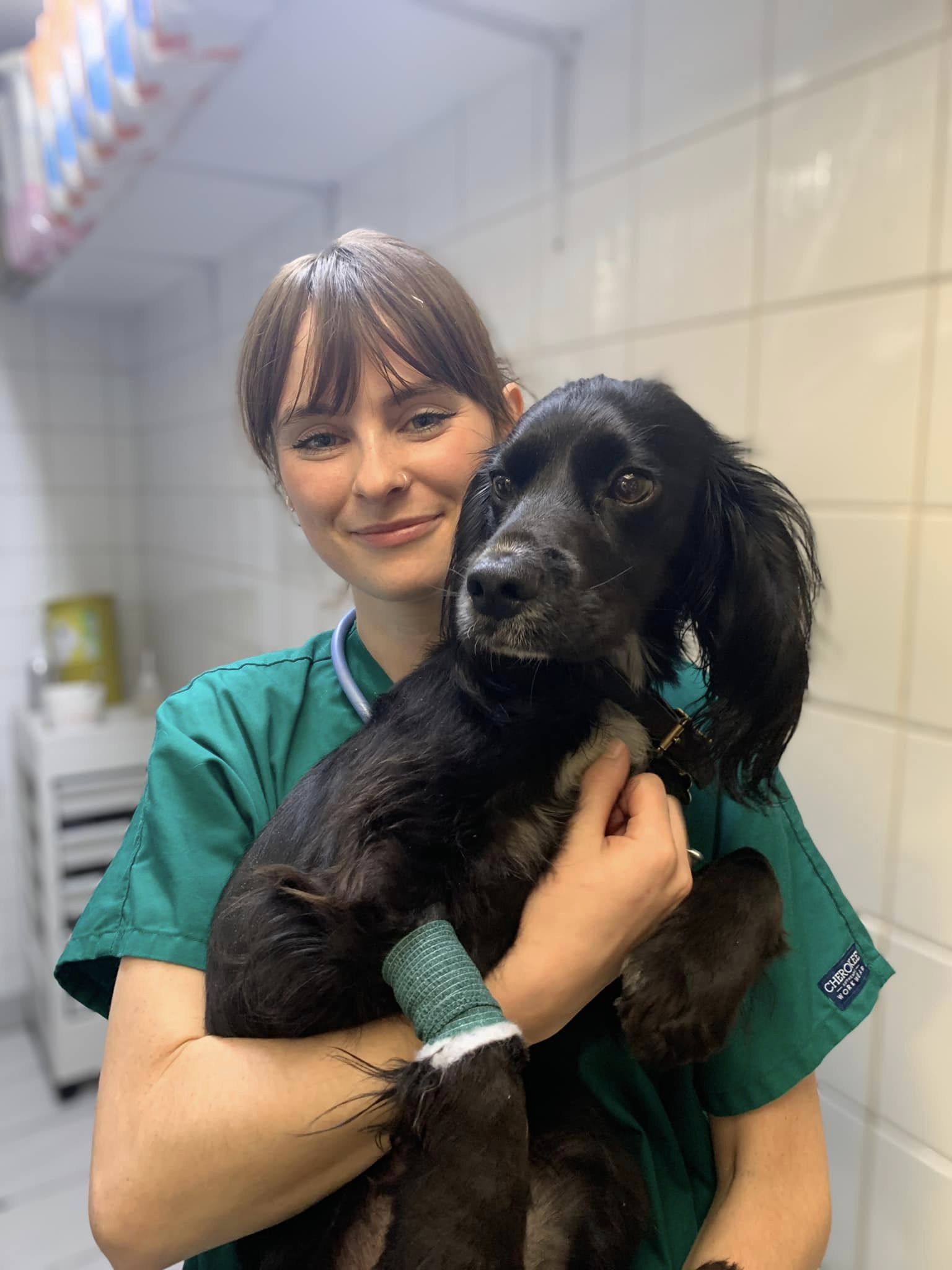 Images Streatham Hill Veterinary Surgery