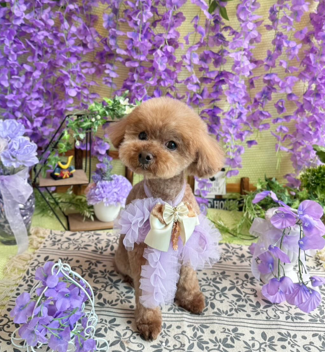 Images dog salon buku2