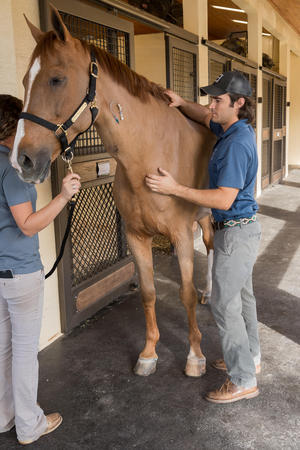 Images Palm Beach Equine Clinic