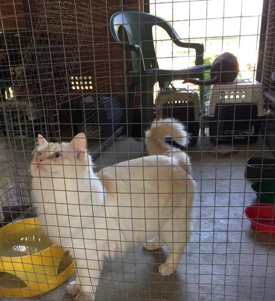 Images Glenhaven Boarding Cattery
