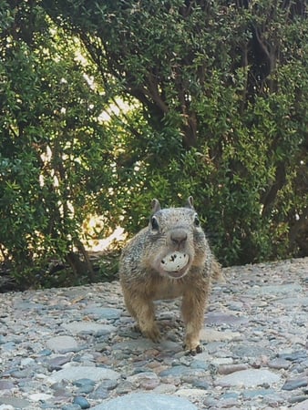 Images Darling Wildlife Services