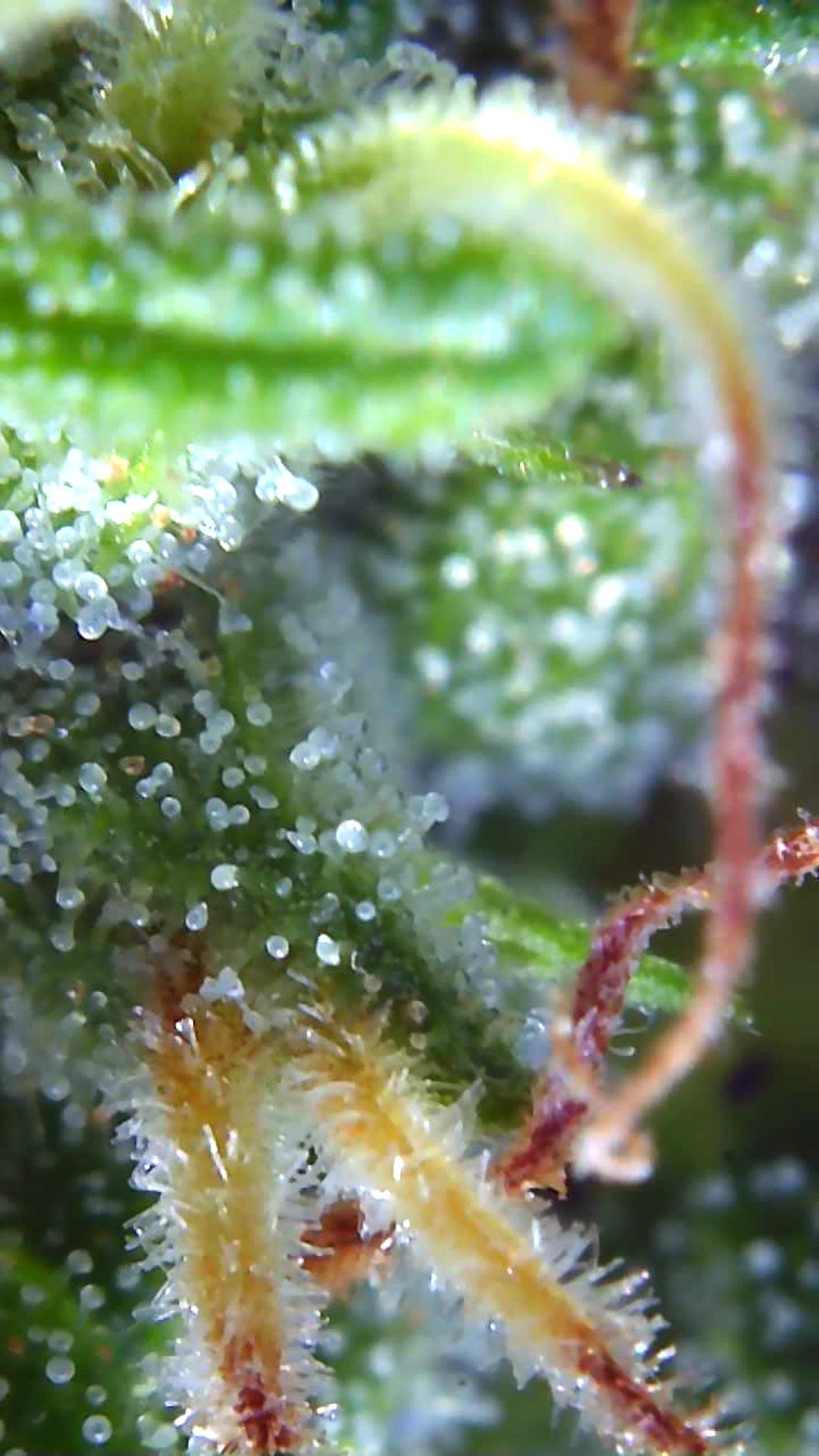 Images Veraseed CBD
