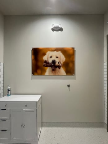 Images CityVet | Marvin