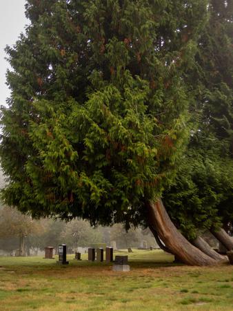 Images Mt Pleasant Cemetery
