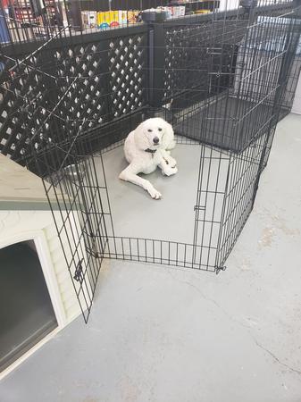 Images Highland Pets